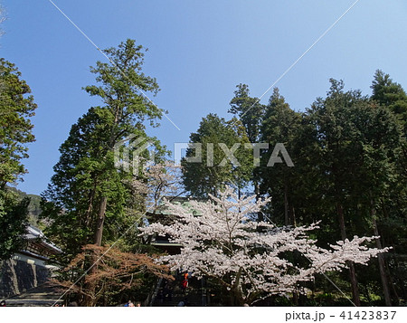 北鎌倉　円覚寺　桜 41423837