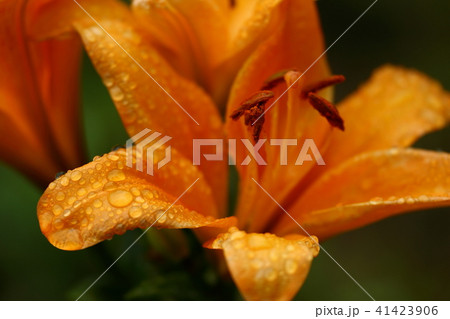 梅雨を彩る花 梅雨を彩る花 41423906