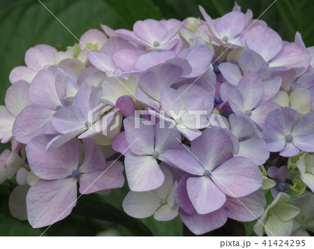 紫陽花 紫陽花 41424295