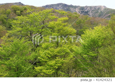 早池峰山 新緑越しの山頂 早池峰山 新緑越しの山頂 41424321