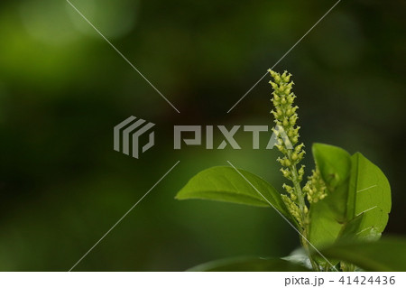 自然　植物　シマヤマヒハツ、正式には『コウトウヤマヒハツ』。カラフルな実は果実酒になるそうです 41424436