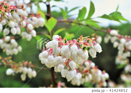 ブルーベリーの花の写真素材