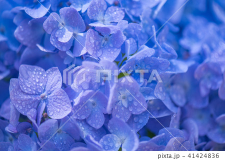 紫陽花 41424836