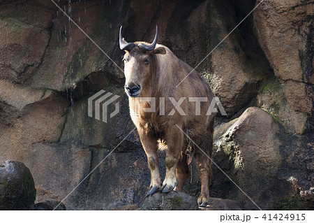 ターキン 41424915