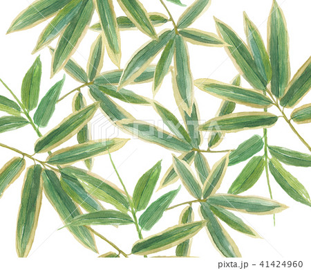 クマザサ 41424960