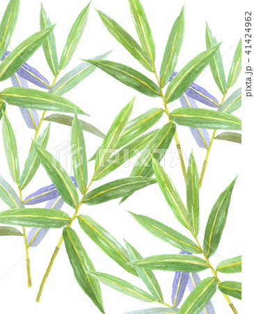 クマザサ クマザサ 41424962