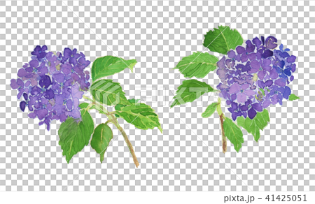 てまりあじさい Hydrangea 水彩 てまりあじさい Hydrangea 水彩 41425051