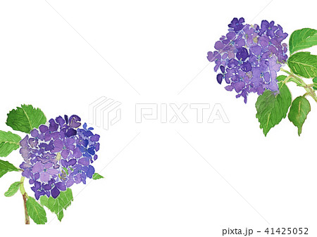 てまりあじさい　Hydrangea　水彩　フレーム 41425052