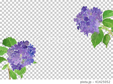 てまりあじさい　Hydrangea　水彩　フレーム 41425052