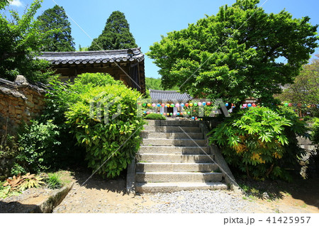 仙岩寺 提灯 木 41425957
