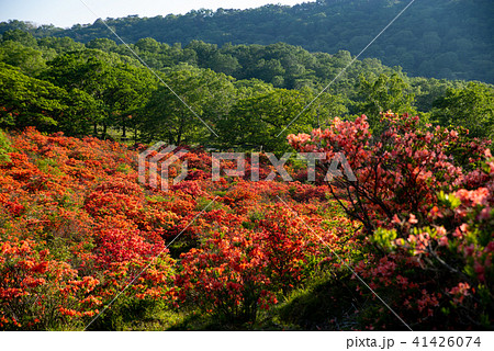 レンゲツツジと森の新緑 見晴山展望台下 6月の赤城山 c レンゲツツジと森の新緑 見晴山展望台下 6月の赤城山 c 41426074