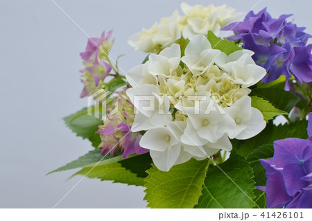 紫陽花の花 41426101