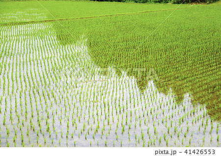 水田　田んぼ　米 41426553