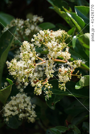 サンゴジュ サンゴジュ 41426770