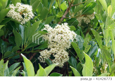 サンゴジュ サンゴジュ 41426773