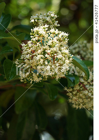 サンゴジュ サンゴジュ 41426777