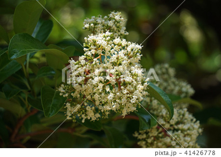 サンゴジュ サンゴジュ 41426778