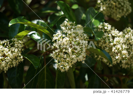 サンゴジュ サンゴジュ 41426779