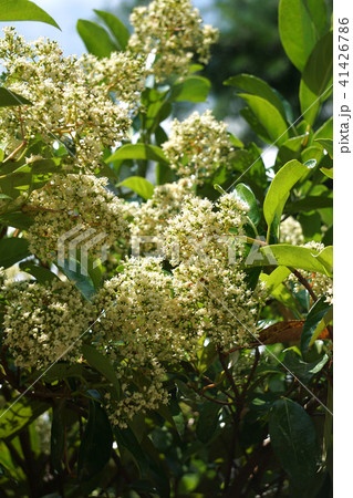 サンゴジュ サンゴジュ 41426786