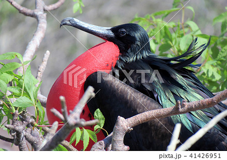 グンカンドリ グンカンドリ 41426951