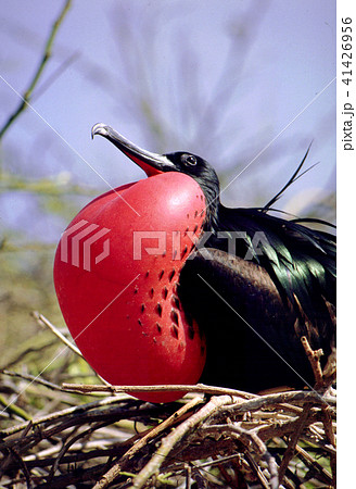 グンカンドリ 41426956