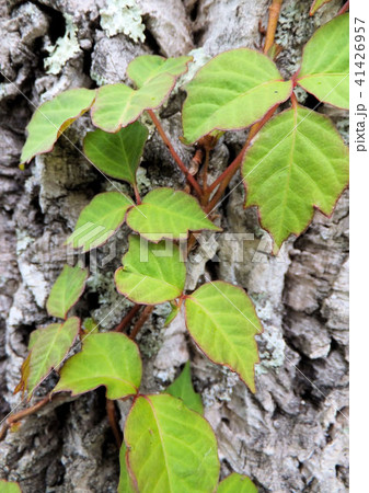 幹に巻き付く新緑の綺麗な蔦の葉数枚をアップ撮影 41426957