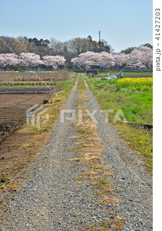 見沼田圃:春景色 見沼田圃:春景色 41427203