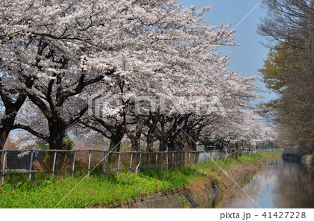 見沼田圃:見沼代用水東縁沿いの桜の回廊 見沼田圃:見沼代用水東縁沿いの桜の回廊 41427228