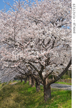 見沼田圃:見沼代用水東縁沿いの桜の回廊 見沼田圃:見沼代用水東縁沿いの桜の回廊 41427229