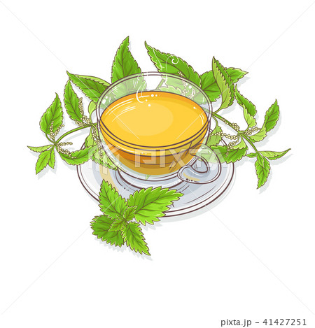 nettle tea illustration nettle tea illustration 41427251