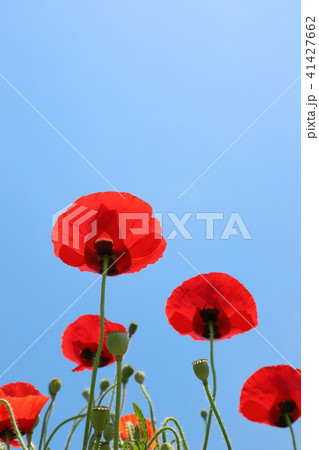 赤いポピー　青空背景 41427662