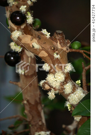 ジャボチカバの花と果実 ジャボチカバの花と果実 41427734