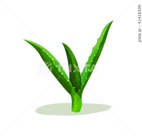 Bright green leaves of aloe vera. Succulent plant. Flat vector element for treatment brochure or 41428390