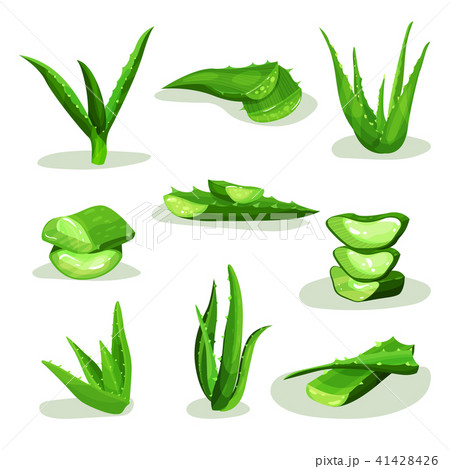 Flat vector set of bright green aloe vera leaves and pieces. Medicinal plant used in cosmetology and 41428426