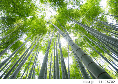 鎌倉 竹林 鎌倉 竹林 41428702