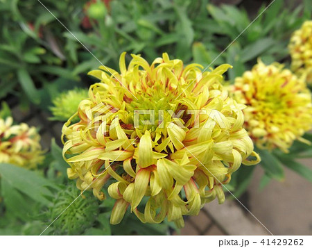 ガイラルディア　コーラルスパーク 41429262