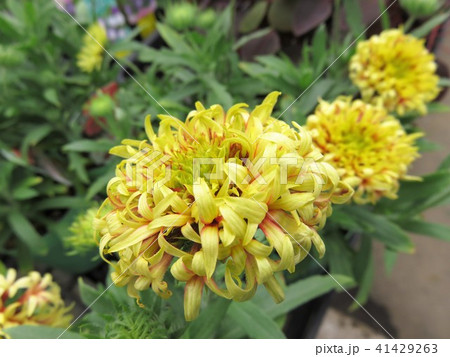 ガイラルディア　コーラルスパーク 41429263