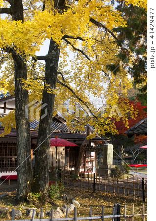 清凉寺の紅葉 清凉寺の紅葉 41429477