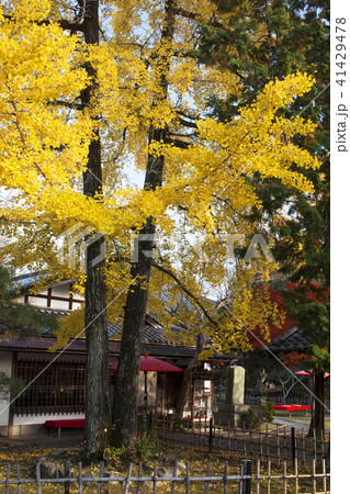 清凉寺の紅葉 清凉寺の紅葉 41429478