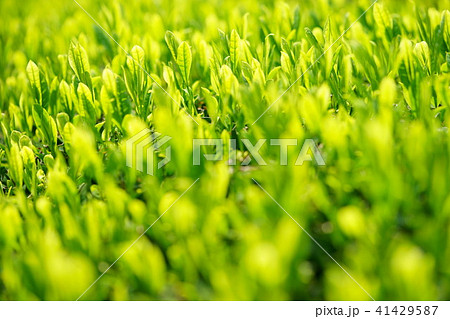 マクロ・京都宇治茶の新芽2 マクロ・京都宇治茶の新芽2 41429587
