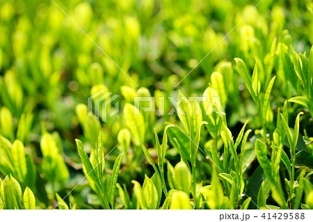 マクロ・京都宇治茶の新芽３ 41429588