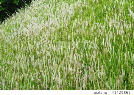 チガヤの群落 チガヤの群落 41429865