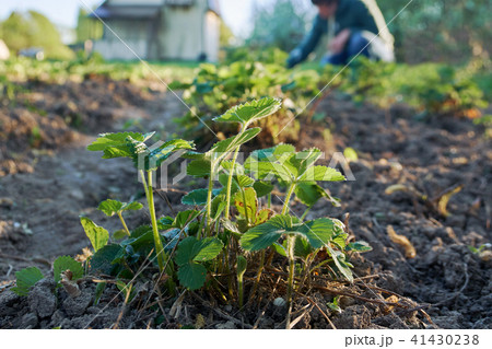 Weeding the strawberry beds in the garden in country at springtime Weeding the strawberry beds in the garden in country at springtime 41430238