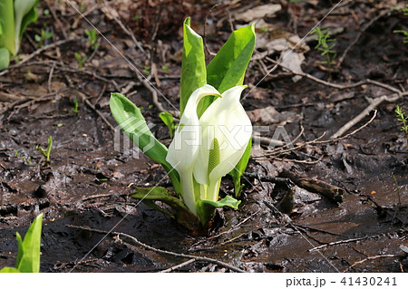 ミズバショウ・中瀬沼（福島県・裏磐梯） 41430241
