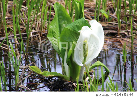 ミズバショウ・中瀬沼（福島県・裏磐梯） 41430244