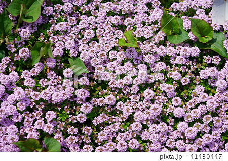 可愛いクリーピングタイム３ 41430447