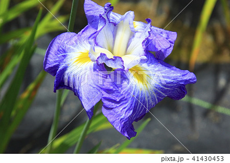 千古の家 41430453