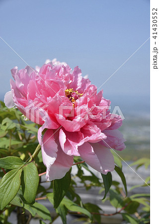 ボタンの花 41430552