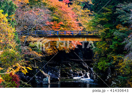 小戸名渓谷 （秋） 41430643