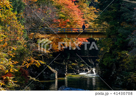 小戸名渓谷 （秋） 41430708